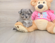 5 week old Pomachon Puppy For Sale - Florida Fur Babies