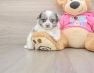 5 week old Pomachon Puppy For Sale - Florida Fur Babies