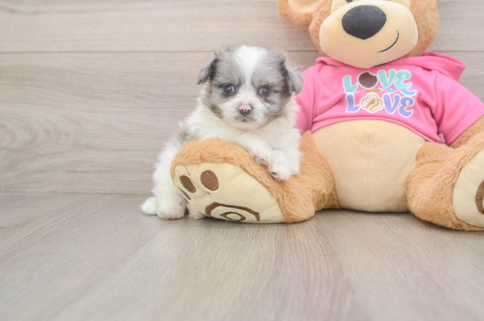 6 week old Pomachon Puppy For Sale - Florida Fur Babies