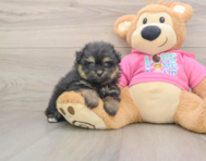 5 week old Pomachon Puppy For Sale - Florida Fur Babies
