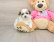 5 week old Pomachon Puppy For Sale - Florida Fur Babies