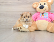 5 week old Pomachon Puppy For Sale - Florida Fur Babies