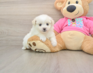 5 week old Pomachon Puppy For Sale - Florida Fur Babies