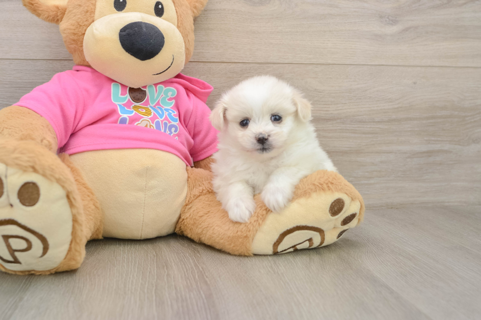 Pomachon Puppy for Adoption