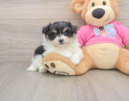 5 week old Pomachon Puppy For Sale - Florida Fur Babies