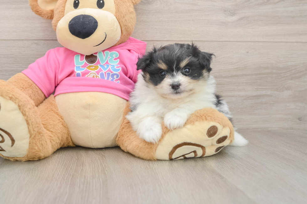 Pomachon Puppy for Adoption