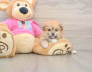 5 week old Pomachon Puppy For Sale - Florida Fur Babies