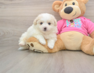 5 week old Pomachon Puppy For Sale - Florida Fur Babies