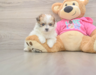 5 week old Pomachon Puppy For Sale - Florida Fur Babies
