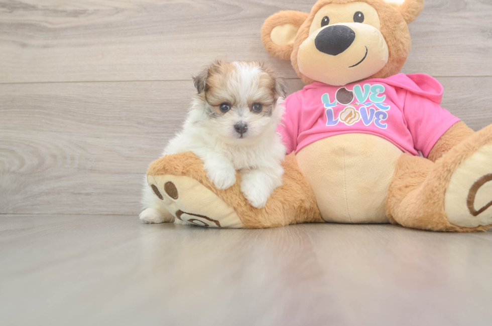 5 week old Pomachon Puppy For Sale - Florida Fur Babies