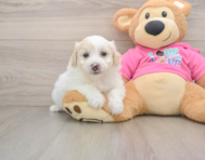 5 week old Pomachon Puppy For Sale - Florida Fur Babies