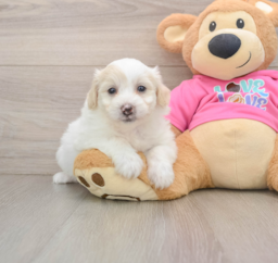 5 week old Pomachon Puppy For Sale - Florida Fur Babies