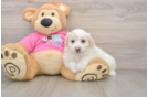 Fluffy Pomachon Designer Pup
