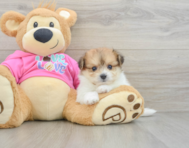 5 week old Pomachon Puppy For Sale - Florida Fur Babies