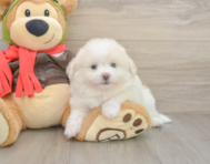 8 week old Pomachon Puppy For Sale - Florida Fur Babies
