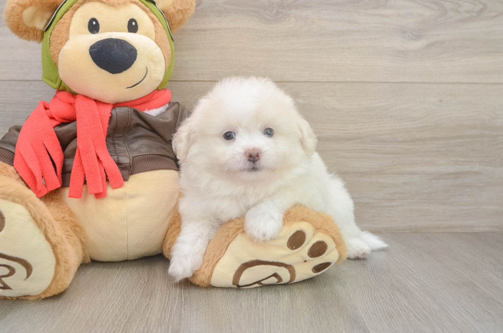 6 week old Pomachon Puppy For Sale - Florida Fur Babies
