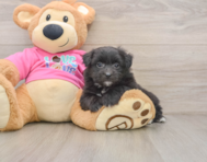 5 week old Pomachon Puppy For Sale - Florida Fur Babies