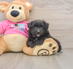5 week old Pomachon Puppy For Sale - Florida Fur Babies