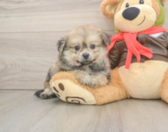 6 week old Pomachon Puppy For Sale - Florida Fur Babies