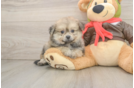 Pomachon Puppy for Adoption