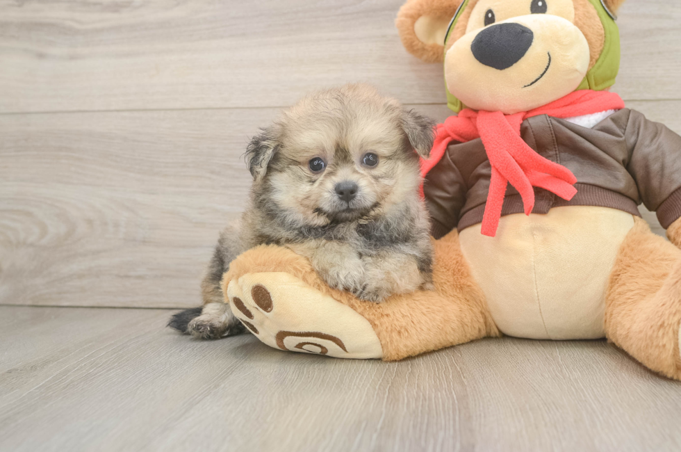6 week old Pomachon Puppy For Sale - Florida Fur Babies
