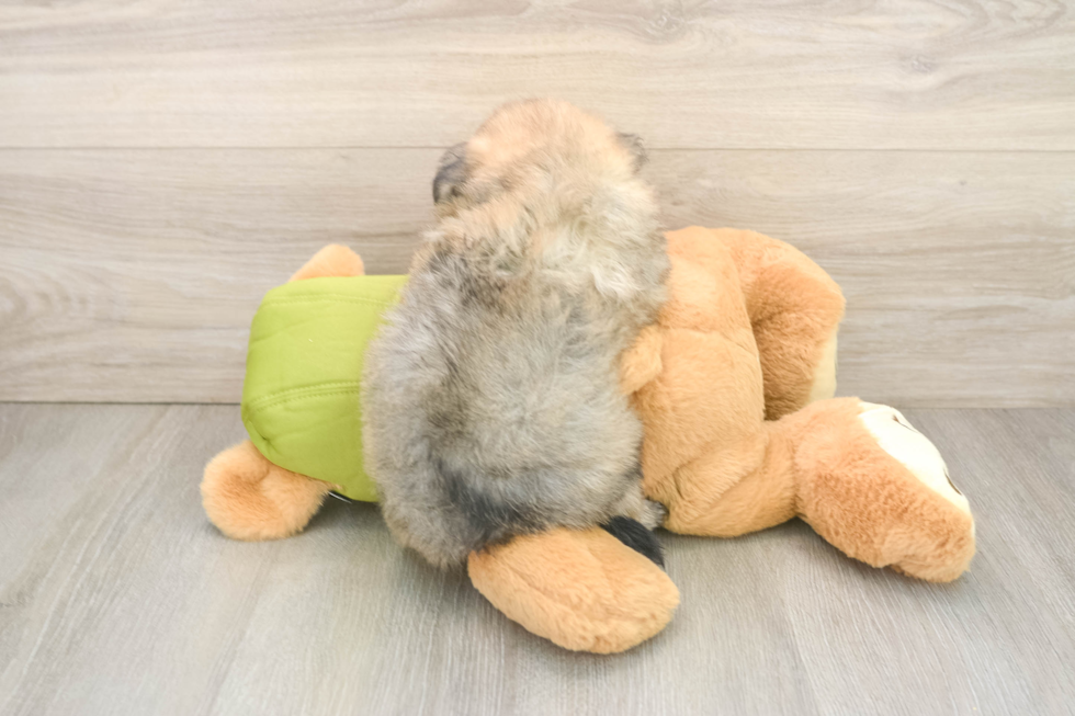 Pomachon Puppy for Adoption