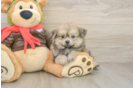 Best Pomachon Baby