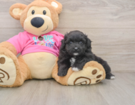 5 week old Pomachon Puppy For Sale - Florida Fur Babies