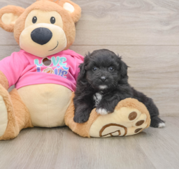 5 week old Pomachon Puppy For Sale - Florida Fur Babies