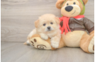 Hypoallergenic Pom Frise Designer Puppy