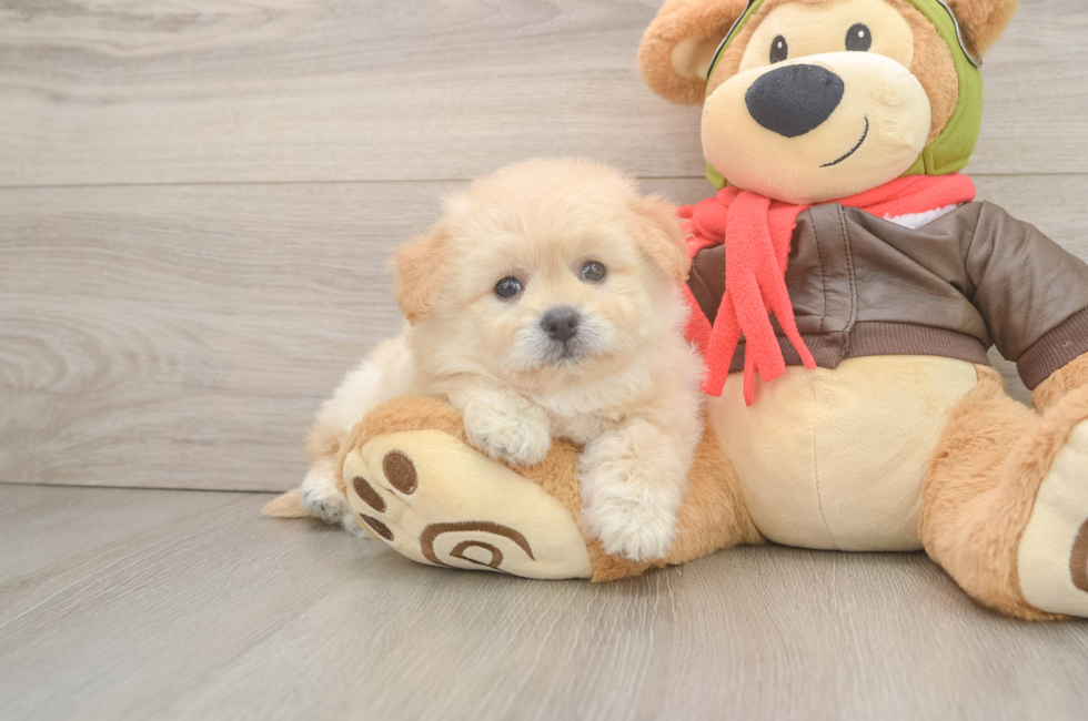 6 week old Pomachon Puppy For Sale - Florida Fur Babies