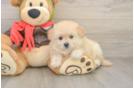 Pomachon Puppy for Adoption