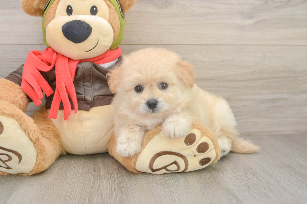 Pomachon Puppy for Adoption