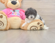 5 week old Pomachon Puppy For Sale - Florida Fur Babies