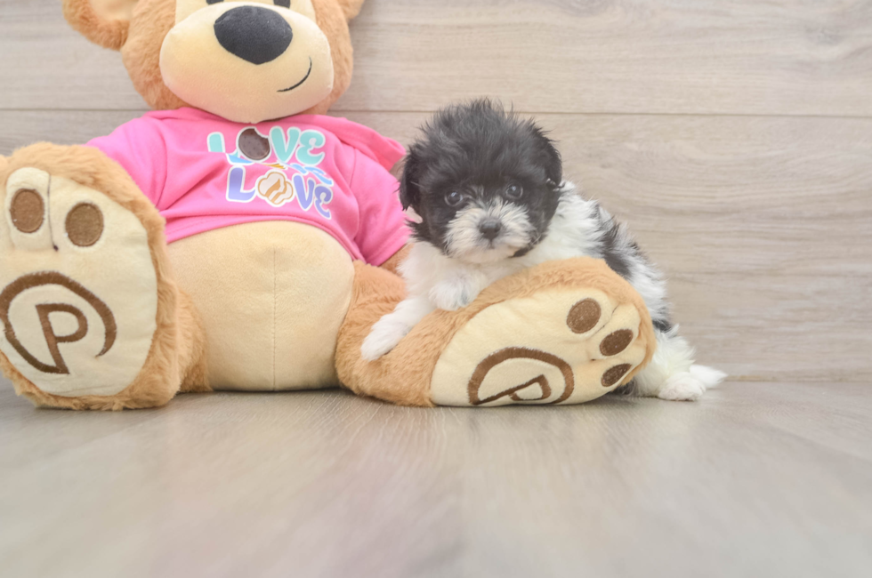 5 week old Pomachon Puppy For Sale - Florida Fur Babies