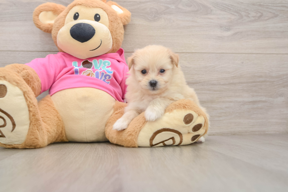 Best Pomachon Baby
