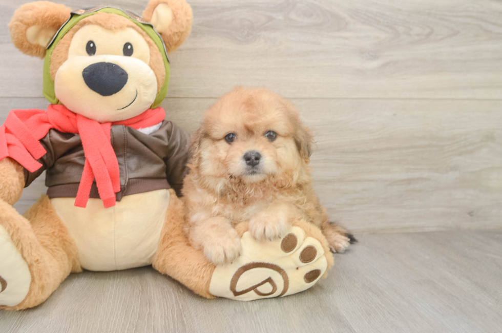 6 week old Pomachon Puppy For Sale - Florida Fur Babies