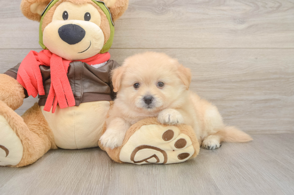 6 week old Pomachon Puppy For Sale - Florida Fur Babies