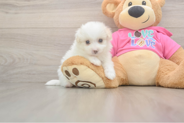 Sweet Pomachon Baby