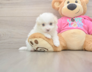 5 week old Pomachon Puppy For Sale - Florida Fur Babies