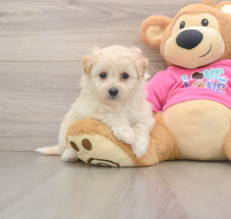 8 week old Pomachon Puppy For Sale - Florida Fur Babies