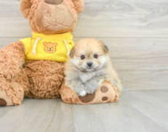 6 week old Pomachon Puppy For Sale - Florida Fur Babies