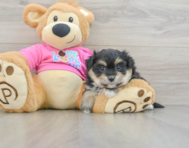 7 week old Pomachon Puppy For Sale - Florida Fur Babies