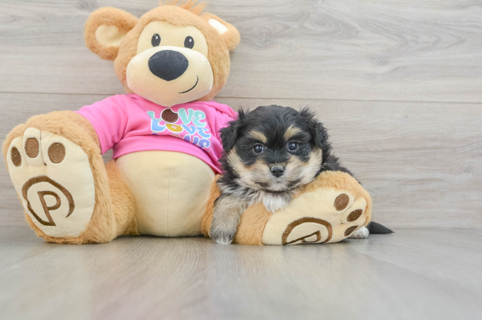 7 week old Pomachon Puppy For Sale - Florida Fur Babies