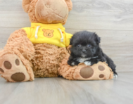 8 week old Pomachon Puppy For Sale - Florida Fur Babies