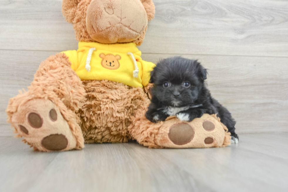 Adorable Pom Frise Designer Puppy