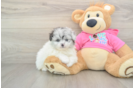 Pomachon Pup Being Cute