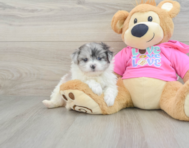 5 week old Pomachon Puppy For Sale - Florida Fur Babies