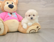 6 week old Pomachon Puppy For Sale - Florida Fur Babies