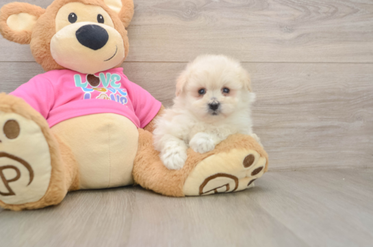 Best Pomachon Baby
